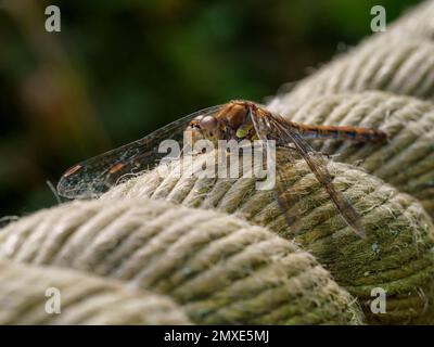 Common darter -Sympetrum striolatum -dragonfly resting on a thick rope handrail next to a bridge across a lake. Stock Photo