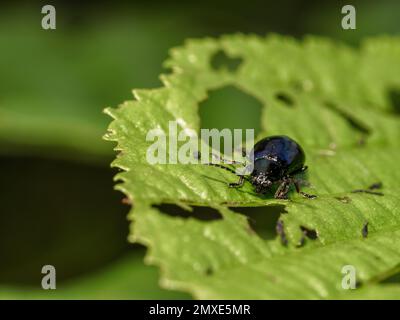 Alder leaf beetle - agelastica alni Stock Photo