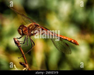 Dragonfly - Common Darter Sympetrum striolatum Stock Photo