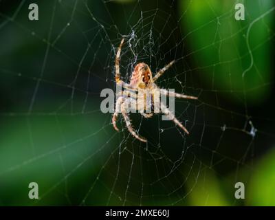 European garden spider - Araneus diadematus - in web against darkgreen background Stock Photo