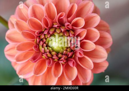 Pale orange dahlia bloom with green centre Stock Photo