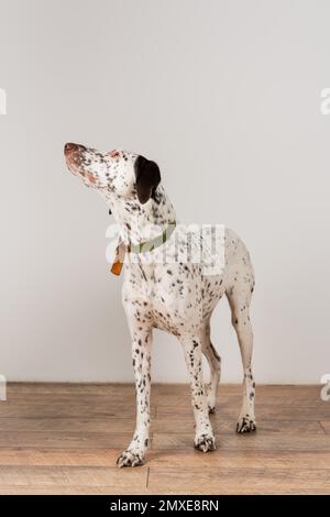 Dalmatian dog standing near white wall at home,stock image Stock Photo