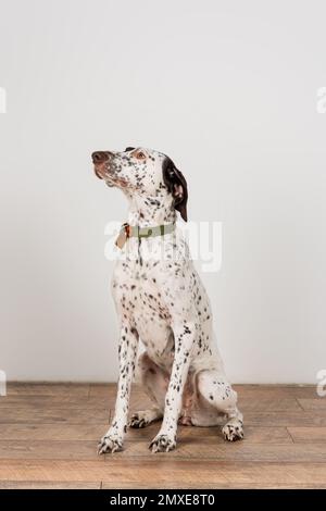 Dalmatian dog with collar sitting near white wall at home,stock image Stock Photo