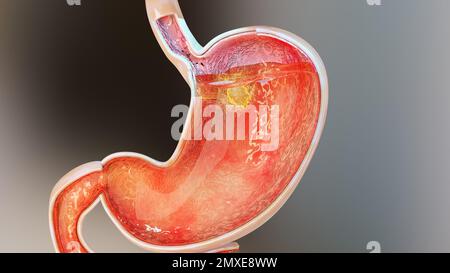 3d Illustration of Human Stomach Anatomy Digestion, 3D reander Stock Photo