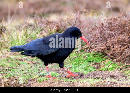 Cornish Choughs feeding on the cliff top between Lands End and Sennen Cove Stock Photo