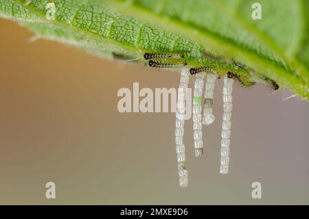 Eggs and caterpillars of the butterfly Map Butterfly, Araschnia levana, Insect of the year 2023 in Germany, Long strings of eggs Stock Photo