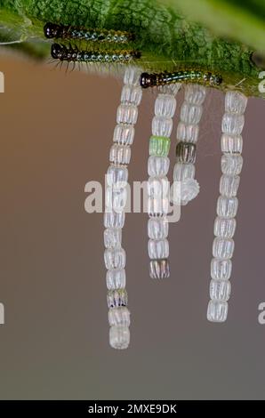 Eggs and caterpillars of the butterfly Map Butterfly, Insect of the year 2023 in Germany, eggs, Long strings of eggs Stock Photo