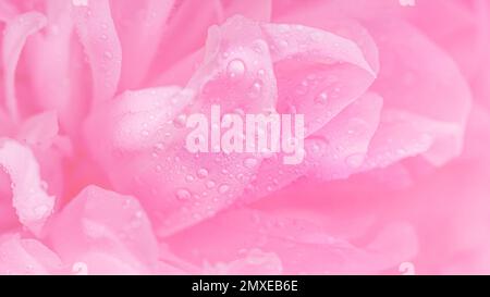 Аbstract romance background with delicate pink peonies flowers, selective focus, close-up. Romantic background with copy space for text Stock Photo