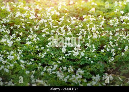 Blooming Snowdrop Anemone flowers under the trees Stock Photo