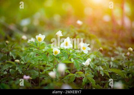 Blooming Snowdrop Anemone flowers under the trees closeup view Stock Photo