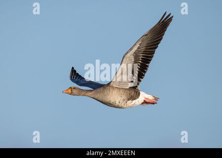 Greylag Goose in flight Stock Photo