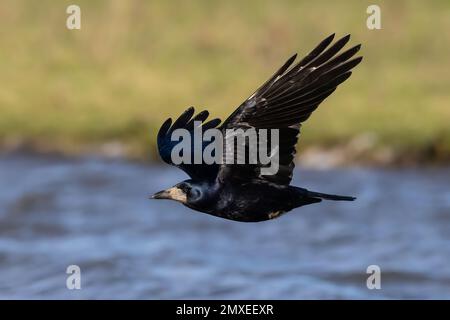 Rook in flight over water Stock Photo