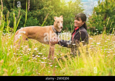 Woman with her greyhound dog in the meadow. Warm colors, surrounded by sunlight and nature. Stock Photo