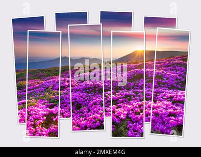 Isolated eight frames collage of picture of blooming hills of rhododendron flowers. Adorable summer scene of Carpathian mountains. Mock-up of modular Stock Photo