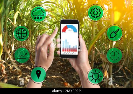 Modern agriculture. Woman with smartphone in corn field and icons, closeup Stock Photo