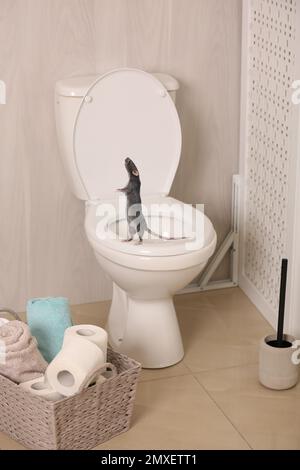 Rat on toilet bowl in light bathroom Stock Photo