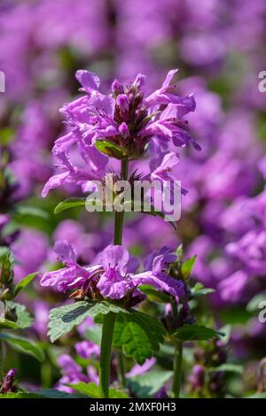 Betony, Betonica  macrantha Superba, stachys macrantha superba, spikes  purple, trumpet-shaped flowers Stock Photo