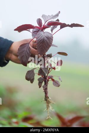 Hand holding red amaranth freshly harvested Stock Photo