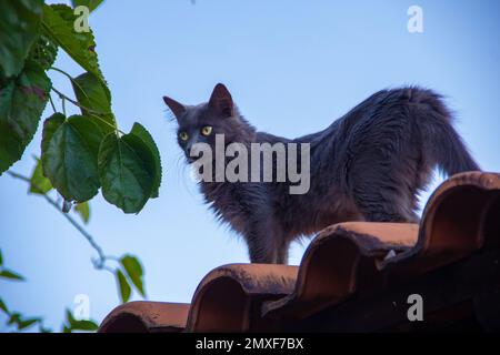 Goiania, Goias, Brazil – June 24, 2022: A beautiful long-haired cat in blue graphite, on the roof of the house. Stock Photo