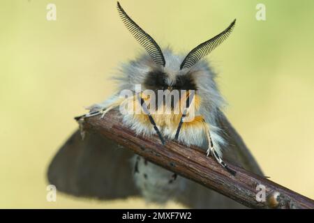 Detailed close-up macro image of hairy head and face of Diaphora mendica moth Muslin moth hanging on a twig Stock Photo