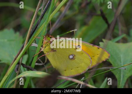 Detailed closep on a Common clouded yellow butterfly, Colias croceus, sitting on the ground Stock Photo