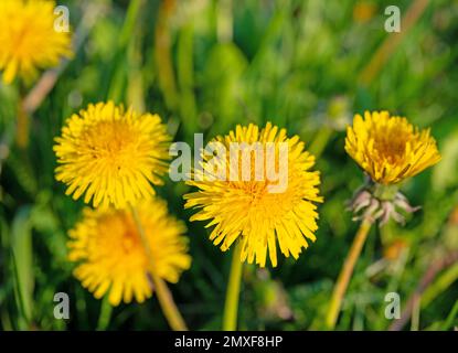 Flowering dandelion, Taraxacum, in spring Stock Photo