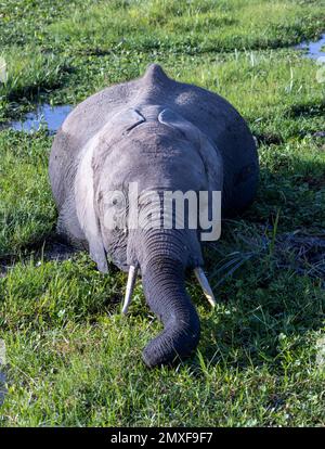 baby African bush elephant (Loxodonta africana) in swamp, Amboseli National park, Kenya, Africa Stock Photo