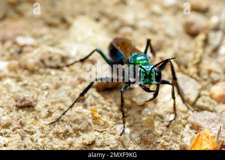 Image of Jewel Wasp or Emerald cockroach wasp (Ampulex compressa) on the ground. Insect. Animal. Stock Photo