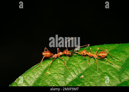 Image of red ant(Oecophylla smaragdina) on the green leaf. Insect. Animal Stock Photo