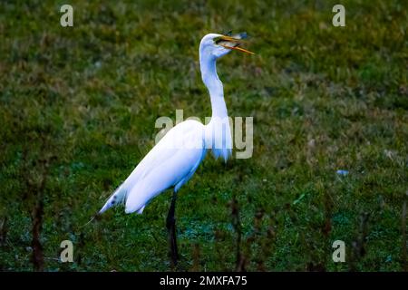 The Great Egret Stock Photo