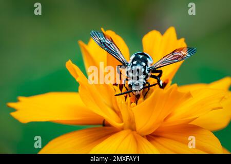 Image of neon cuckoo bee (Thyreus nitidulus) on yellow flower pollen collects nectar on a natural background. Insect. Animal. Stock Photo
