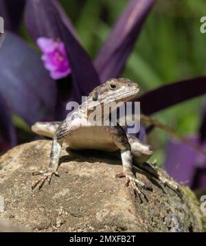 The common agama, red-headed rock agama or rainbow agama (Agama agama), Masai Mara National Park, Kenya Stock Photo