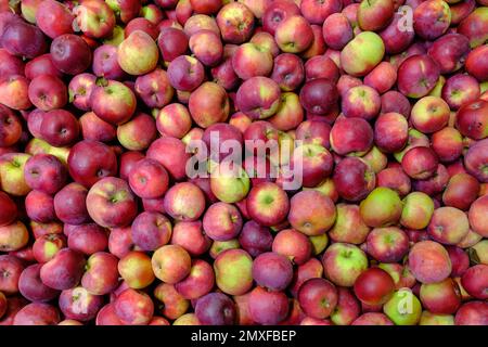 Red apple and green apple in basket with burlap background texture, Organic  fresh apples side view in close-up, Harvest time in fall season by Manee S.  Photo stock - StudioNow