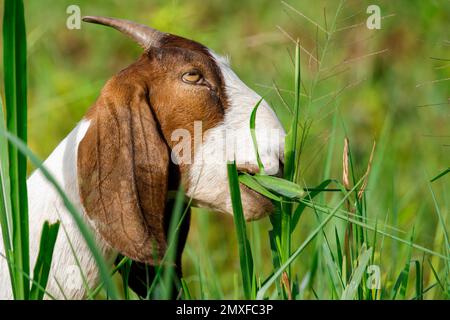 Image of goat is chewing grass on the green meadow. Farm Animal. Stock Photo