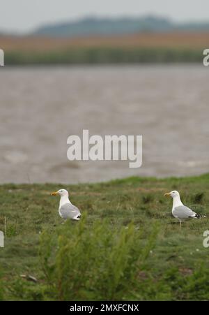 Caspian gull, Larus cachinnans, two birds by water, Romania, May 2015 ...