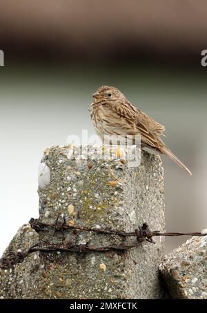 Corn Bunting (Miliaria calandra) adult perched on post in farm yard  Hortobagy, Hungary       May Stock Photo