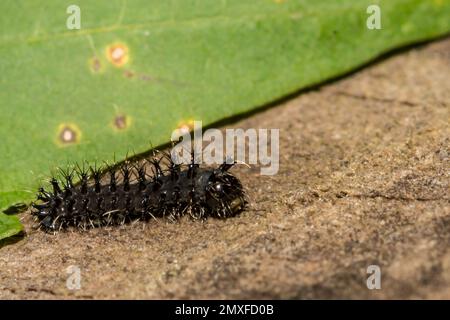 First Instar Cecropia Caterpillar - Hyalophora cecropia Stock Photo