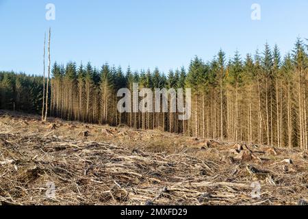 An area in the Cleish Hills which has been harvested of trees Stock Photo