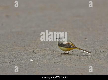 Grey Wagtail (Motacilla cinerea) adult male standing on forestry road  Zemplen hills, Hungary            May Stock Photo