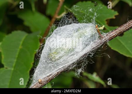 The Cocoon of the Cecropia Moth Hyalophora cecropia Stock Photo