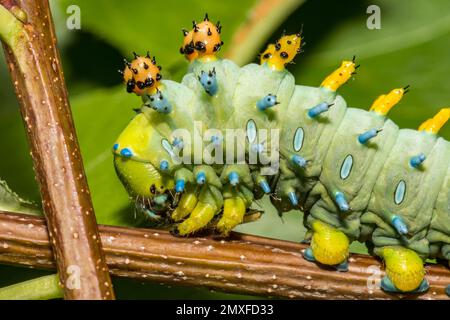 Forth Instar Cecropia Caterpillar - Hyalophora cecropia Stock Photo