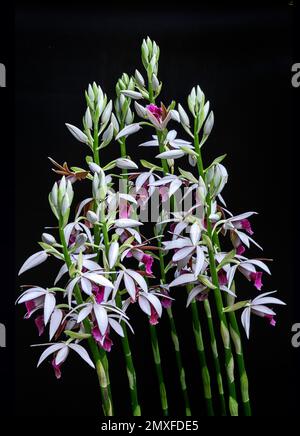 Vietnamese Orchid Stock Photo