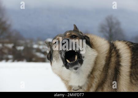 A closeup of a barking German Shepherd. Stock Photo