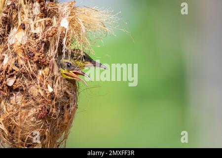 Image of baby birds are waiting for the mother to feed in the bird's nest on nature background. Bird. Animals. Stock Photo