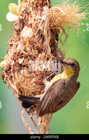 Image of Purple Sunbird (Female) feeding baby bird in the bird's nest on nature background. (Cinnyris asiaticus). Bird. Animals. Stock Photo