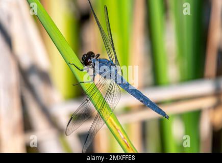 A beautiful male Slaty Skimmer dragonfly perching nicely on wetland vegetation in this Wisconsin bog. Stock Photo