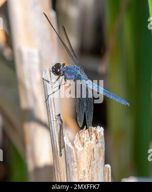 A beautiful male Slaty Skimmer dragonfly perching nicely on wetland vegetation in this Wisconsin bog. Stock Photo