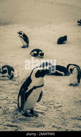 Penguins at Boulders Beach in Simon's Town, Cape Town, South Africa. Colony of Spectacled Penguins. Stock Photo