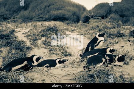 Sleeping penguins at Boulders Beach in Simon's Town, Cape Town, South Africa. Colony of Spectacled Penguins. Stock Photo