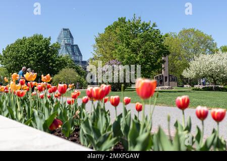 Ottawa, Canada - May 18, 2022: Major's Hill Park in Ottawa with National Gallery of Canada. Tulips in city park in downtown. Stock Photo